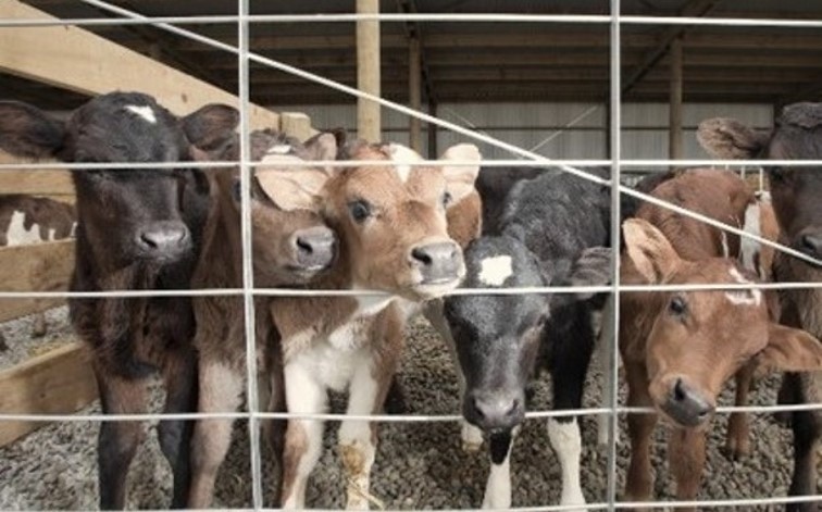 Cattle in a shed